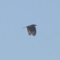 /album/photo-gallery-photogallery/honey-buzzard-flying-south-at-laguna-de-fuentye-de-piedra-jpg/